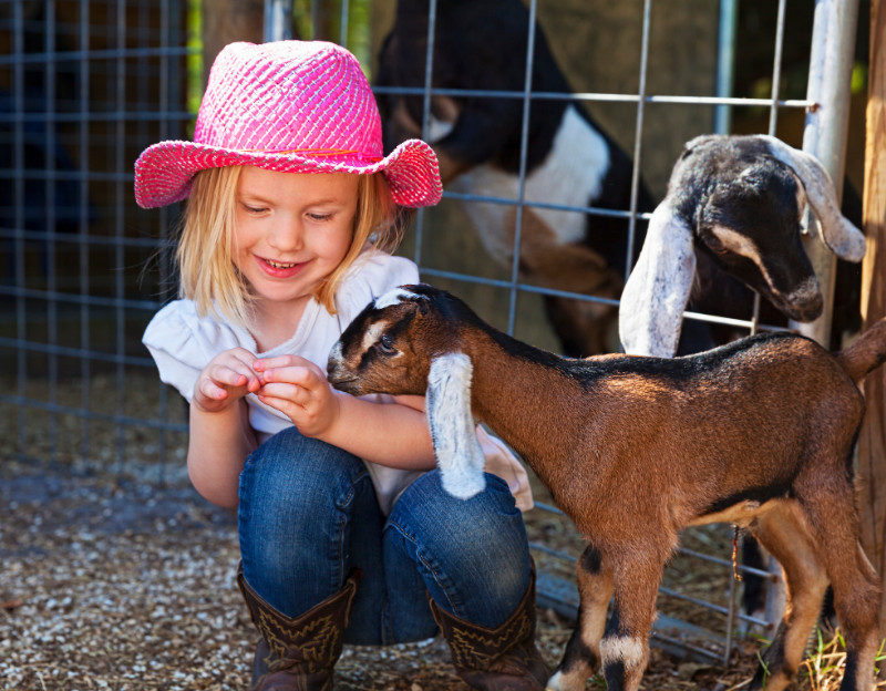 Little girl and a goat